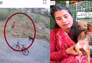 बिलासपुर से दिल दहला देने वाला वीडियो: मासूम पिल्लों पर हैवान बना बच्चा!