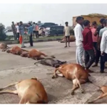 गौवंशों के खून से फिर लाल हुआ नेशनल हाइवे, गौसेवकों ने लाश को सड़क पर रखकर किया चक्काजाम…