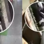 बुरखे में छुपी रहस्यमयी हरकतें: रायपुर के शंकर नगर का वायरल वीडियो सुरक्षा व्यवस्था पर बड़ा सवाल…