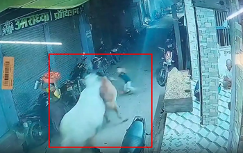 दो सांडों की भिड़ंत से मचा हड़कंप, मासूम बच्चा बाल-बाल बचा...