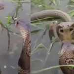 Snake Facts: न काटेगा, न डराएगा, किसानों का Best Friend है ये सांप, ऐसे…