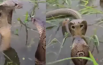 Snake Facts: न काटेगा, न डराएगा, किसानों का Best Friend है ये सांप, ऐसे...