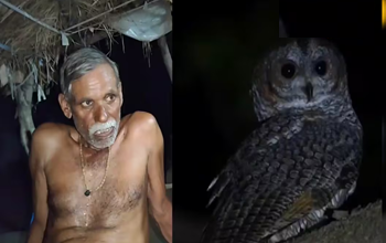 आपके घर में तो नहीं दिख रहा ये पक्षी? हो सकता तंत्र-मत्र का खेल! बच्चों से है सीधा कनेक्शन....