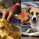 Mid-Day Meal: बच्चों को खिलाया कुत्ते का जुठा खाना, 78 बच्चों को लगाने पड़े एंटी-रेबीज इंजेक्शन…