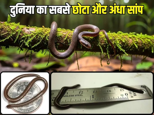 दुनिया का सबसे छोटा सांप: 20 साल बाद फिर मिला बारबाडोस थ्रेडस्नेक...
