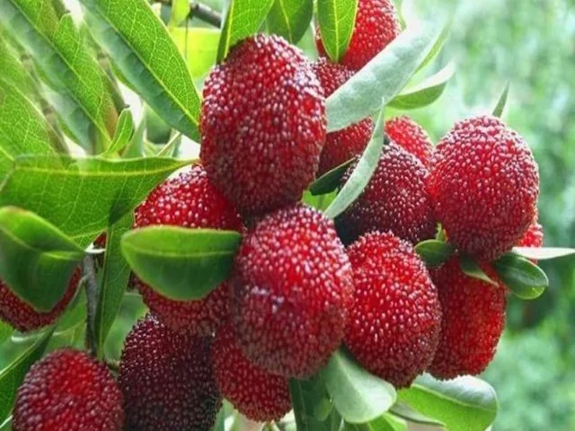काफल: वो रहस्यमयी फल जिसे उगाने के लिए 'परियों' की ज़रूरत होती है!