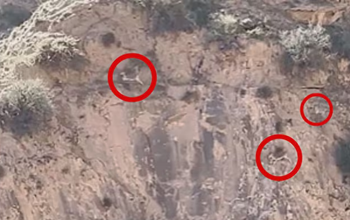 खड़ी चट्टान पर दौड़ती दिखीं ‘नीली भेड़’, देखकर लोग बोले – गुरुत्वाकर्षण भी हो गया फेल!