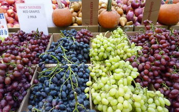 सर्दियों के अंगूर में छिपा है खतरनाक जहर, बच्चों और बुजुर्गों के लिए घातक...