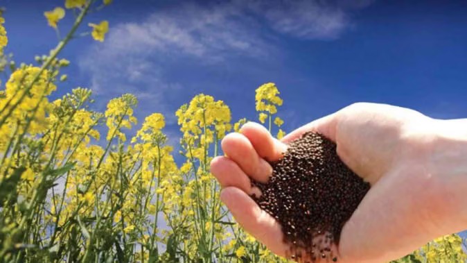 किसानों के लिए आय में वृद्धि का नया अध्याय पीएम-आशा योजना...