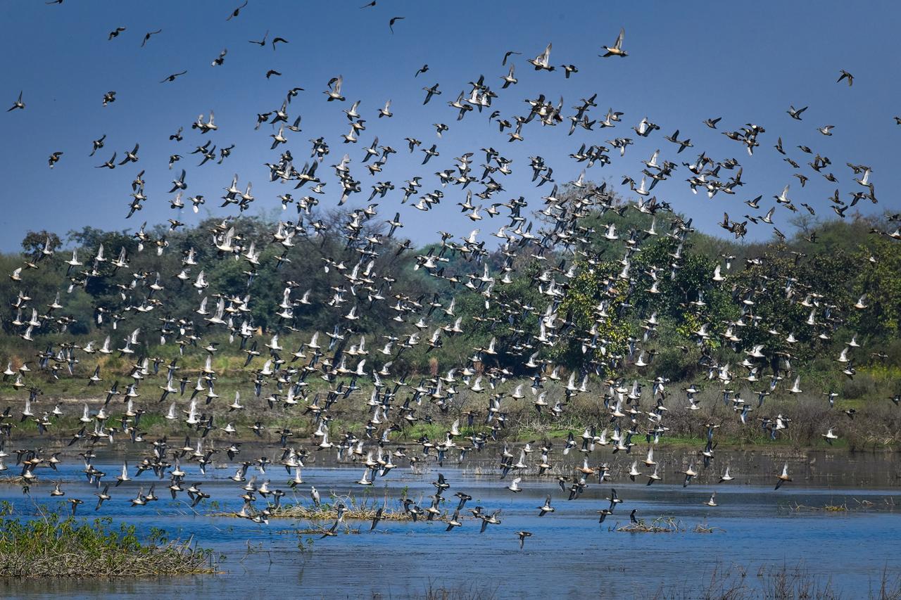 छत्तीसगढ़ का पहला रामसर साइट बना कोपरा जलाशय...