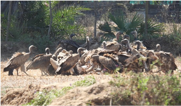 गिद्ध संरक्षण में छत्तीसगढ़ की नई उड़ान : इंद्रावती टाइगर रिजर्व बना देश का मॉडल...