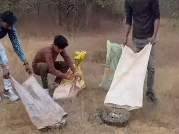 CG- खेत से 5 विशाल अजगरों का रेस्क्यू, 8–9 फीट लंबे सांपों से मची दहशत...