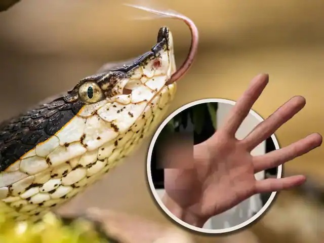 जहरीले वाइपर ने पलक झपकते ही मालिक पर किया हमला, अंगूठा काटना पड़ा वरना फैल जाता जहर, मची खलबली!