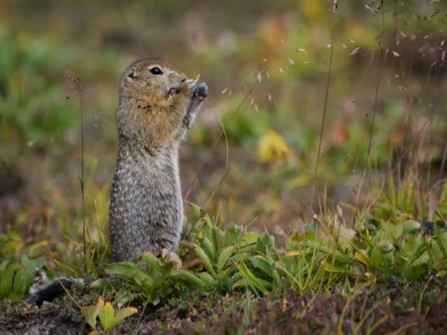 दुनिया का वो अनोखा जीव, ठंड में खो बैठता है याददाश्त, गर्मी आते ही याद आ जाती है एक-एक बात!