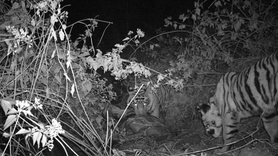 भोरमदेव अभ्यारण्य में बाघों की वापसी, ट्रैप कैमरों में कैद हुई बाघ-बाघिन और शावकों की तस्वीरें...