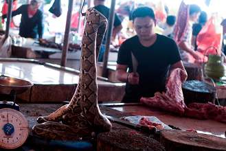 यहां सजता है सांप के मीट का सबसे बड़ा बाजार, हलाल या झटका, मनमर्जी से कटवा कर ले जाते हैं लोग