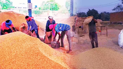 CG- किसानों को बड़ी राहत, 5 और 6 फरवरी को होगी अतिरिक्त धान खरीदी...