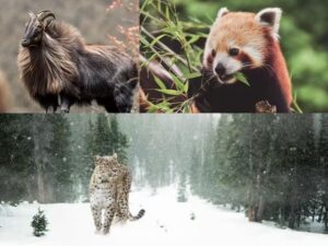 ना अफ्रीका के जंगल, ना अमेजन! सिर्फ भारत के हिमालय में मिलते हैं ये 5 जीव…