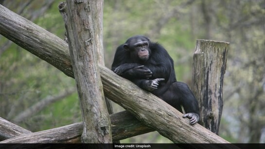 शराबी होते हैं चिंपांजी, जंगल में पीते हैं दारू, वैज्ञानिकों ने शोध में खोले बड़े राज!