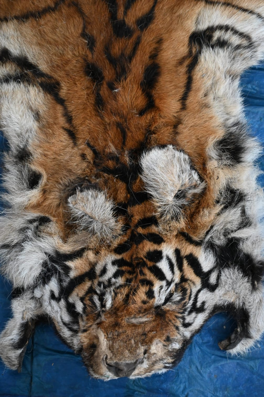 बाघ और तेंदुए के शिकार में शामिल डिप्टी रेंजर सहित 9 आरोपी गिरफ्तार...