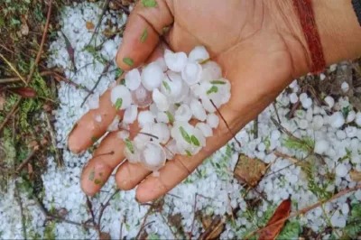 ओलावृष्टि व असामयिक वर्षा से फसल क्षति: 72 घंटे में सूचना देकर लें बीमा लाभ...