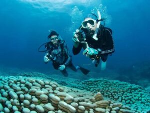 मां-बेटी ने समुद्र में खोजा फुटबॉल मैदान जितनी बड़ी मूंगे की बस्ती, लेकिन….