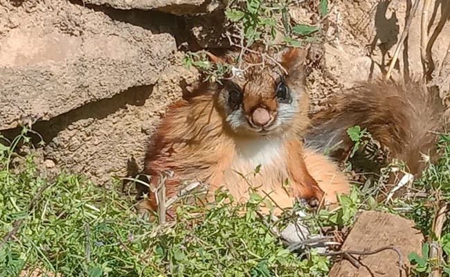 न गिलहरी न चूहा: पेट में थैली और लंबी छलांग का हुनर, भारत के पड़ोस में मिला 6000 साल पहले विलुप्‍त अनोखा जीव!