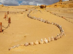 रेत से मिली व्हेल की हड्डियां, रेगिस्तान में कहां से आई ये विशालकाय मछलियां? साइंटिस्ट्स ने ढूंढ लिया जवाब…
