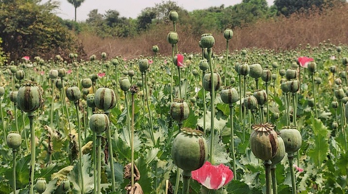 72 घंटे के भीतर जिला प्रशासन की अफीम की खेती पर ताबड़तोड़ कार्रवाई...