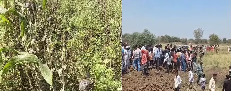 दुर्ग में अफीम की अवैध खेती का मामला: बीजेपी नेता सस्पेंड, खेत में मिले अफीम के पौधे