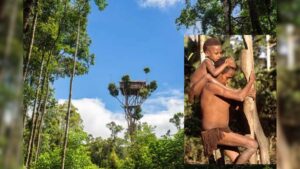 पेड़ों पर रहते हैं ये आदिवासी, होते हैं नरभक्षी और अंधविश्वासी, महिलाएं जीती हैं नर्क जैसी जिंदगी!