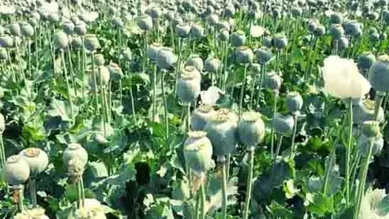 Raigarh News: छत्तीसगढ़ में फिर अवैध अफीम की खेती का खुलासा, पुलिस जांच तेज