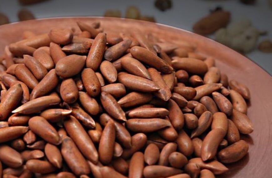 काजू-पिस्ता नहीं, ये है भारत का सबसे महंगा ड्राई फ्रूट, 10 हजार किलो तक बिकता है चिलगोजा