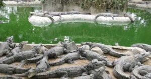 देश का वो गांव, जहां तालाब में 100 से ज्यादा खूंखार मगरमच्छ, फिर भी बिना डरे पानी में उतर जाती हैं महिलाएं!
