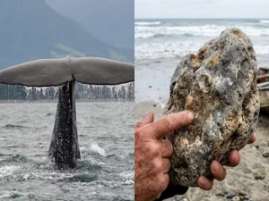 सोना-चांदी से भी महंगी है ये घिनौनी चीज, एक ढेला भी बना देता है करोड़पति!…