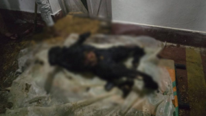 CG- जमीन विवाद में भाई बना हैवान: पेट्रोल डालकर मां के सामने बड़े भाई को आग में झोंका, जाने पूरा मामला…