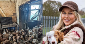 घर से आती थी कुत्तों की आवाज, अंदर मिला कुछ ऐसा… रेस्क्यू टीम भी रह गई दंग…