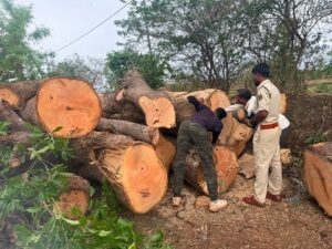 अवैध वृक्ष कटाई पर प्रशासन की बड़ी कार्रवाई…