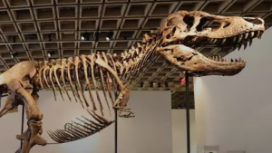67 मिलियन साल पुराना T-Rex ‘गस’ बना दुनिया का सबसे महंगा डायनासोर! ₹483 करोड़ में बिका जीवाश्म, टूटा नीलामी का रिकॉर्ड…