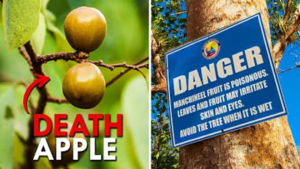 World’s Most Poisonous Tree: दुनिया का सबसे जहरीला पेड़! फल को कहते हैं ‘डेथ एप्पल’, रस छूते ही पड़ सकते हैं फफोले…