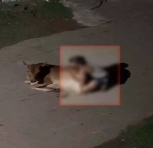 राजधानी में गौवंश के साथ कथित अनाचार का मामला, आरोपी के खिलाफ FIR; वीडियो की जांच में जुटी पुलिस…