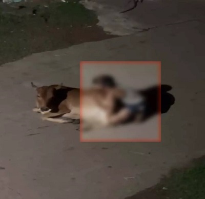 राजधानी में गौवंश के साथ कथित अनाचार का मामला, आरोपी के खिलाफ FIR; वीडियो की जांच में जुटी पुलिस...