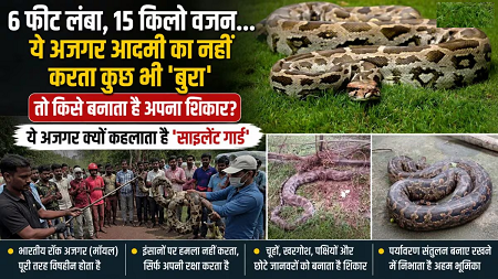 6 फीट लंबा, 15 किलो वजन… ये अजगर आदमी का नहीं करता कुछ भी 'बुरा', तो आखिर किसे बनाता है अपना शिकार?