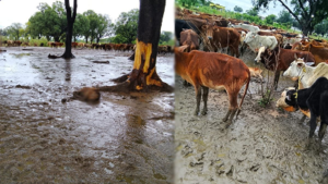 CG- अस्थायी गौठान में मवेशियों की मौत से हड़कंप, ग्रामीणों ने 20 से ज्यादा पशुओं के मरने का किया दावा…